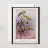Carte postale de fleur botanique Jack-in-the-Pulpi (Devant / Derrière)