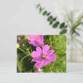 Carte postale de fleur Cosmo rose (Debout devant)