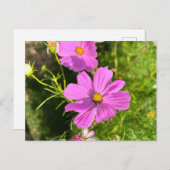 Carte postale de fleur Cosmo rose (Devant / Derrière)