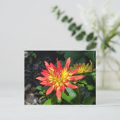 Carte postale de fleur Dahlia (Debout devant)