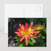 Carte postale de fleur Dahlia (Devant / Derrière)