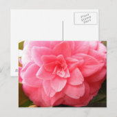 Carte postale de fleur de Camellia (Devant / Derrière)