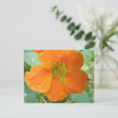 Carte postale de fleur de capucine orange jolie (Debout devant)
