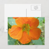 Carte postale de fleur de capucine orange jolie (Devant / Derrière)
