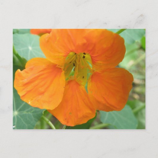 Carte postale de fleur de capucine orange jolie (Devant)