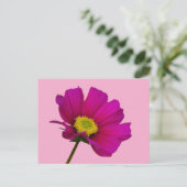 Carte postale de fleur de Cosmos (Debout devant)