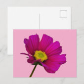 Carte postale de fleur de Cosmos (Devant / Derrière)