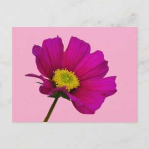 Carte postale de fleur de Cosmos
