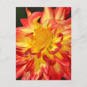 Carte postale de fleur de dahlia jaune et orange