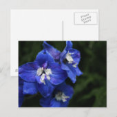 Carte postale de fleur de Delphinium bleu (Devant / Derrière)