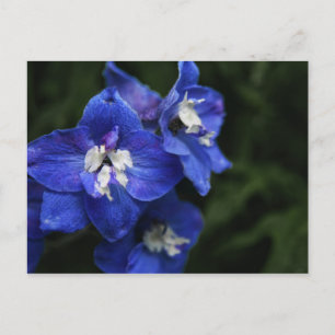 Carte postale de fleur de Delphinium bleu