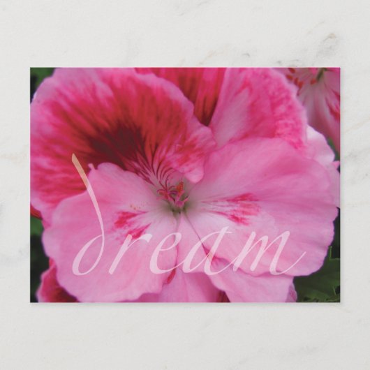 Carte postale de fleur de géranium rose rêveuse (Devant)