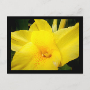 Carte postale de fleur de laine jaune