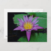 Carte postale de fleur de lotus pourpre avec feuil (Devant / Derrière)