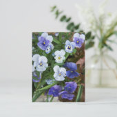 Carte postale de fleur de pensée violette (Debout devant)