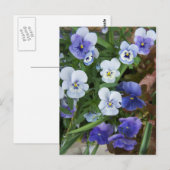 Carte postale de fleur de pensée violette (Devant / Derrière)