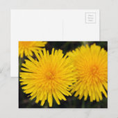 Carte postale de fleur de pissenlit jaune rustique (Devant / Derrière)