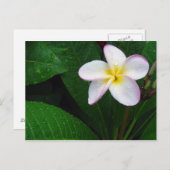 Carte postale de fleur de plumeria hawaïenne jaune (Devant / Derrière)
