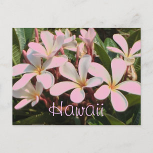 Carte postale de fleur de plumeria rose Hawaii