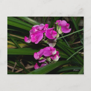 Carte postale de fleur de pois de senteur
