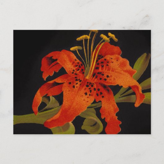 Carte postale de Fleur de Tigre (Devant)