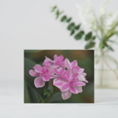 Carte postale de fleur d'hortensia rose (Debout devant)