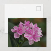 Carte postale de fleur d'hortensia rose (Devant / Derrière)