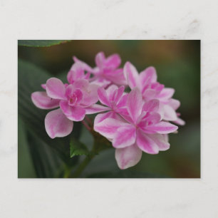 Carte postale de fleur d'hortensia rose