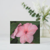 Carte postale de fleur d'impatiens rose pâle (Debout devant)