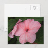 Carte postale de fleur d'impatiens rose pâle (Devant / Derrière)