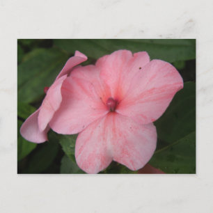 Carte postale de fleur d'impatiens rose pâle