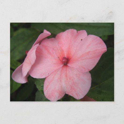 Carte postale de fleur d'impatiens rose pâle (Devant)