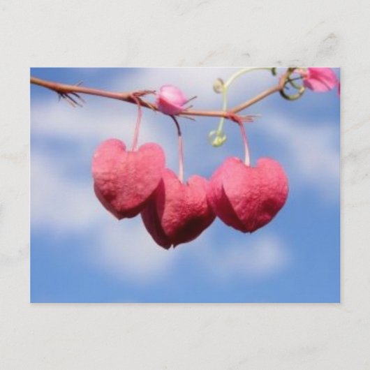 Carte postale de fleur Hanging_hearts (Devant)