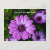 Carte postale de fleur Marguerite Violette (Devant)