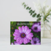 Carte postale de fleur Marguerite Violette (Debout devant)