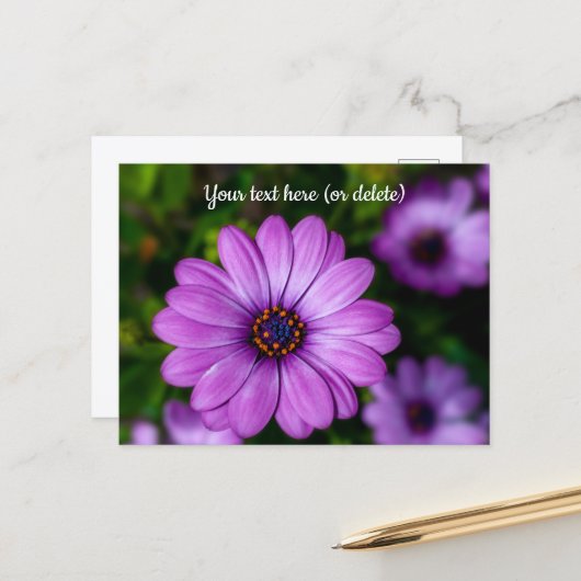 Carte postale de fleur Marguerite Violette (Devant/Arrière en situation)
