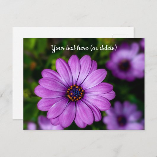 Carte postale de fleur Marguerite Violette (Devant / Derrière)