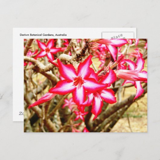 Carte postale de fleur rose (Devant / Derrière)