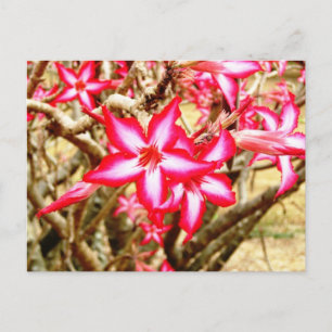 Carte postale de fleur rose