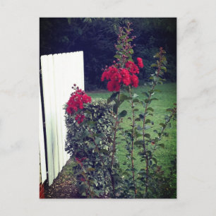Carte postale de fleur rouge