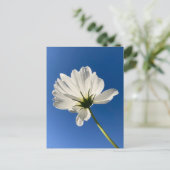 Carte postale de fleur sauvage blanche (Debout devant)