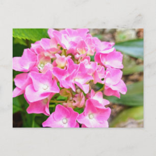 Carte postale de fleur sauvage de Floride