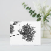 Carte postale de fleur séchée d'hortensia (Debout devant)