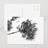 Carte postale de fleur séchée d'hortensia (Devant / Derrière)