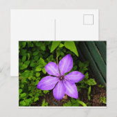 Carte postale de fleur violette (Devant / Derrière)