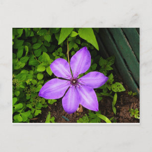 Carte postale de fleur violette