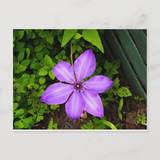 Carte postale de fleur violette (Devant)