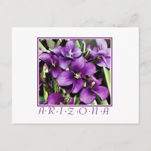 Carte postale de fleur violette d'Arizona (Devant)