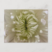 Carte postale de fleurs (Devant)