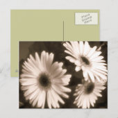 carte postale de fleurs blanches (Devant / Derrière)